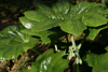 podophyllum pleinantha -3